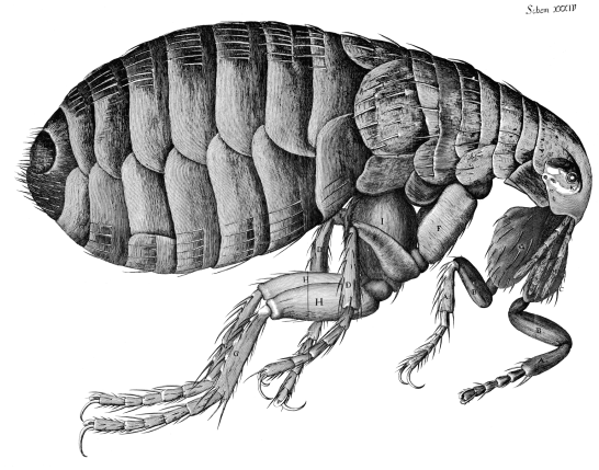 A Flea - as drawn by Hooke (image via Wikimedia commons)